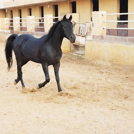 The Farm - Hotel & Horse Riding Kairo Bagian luar foto