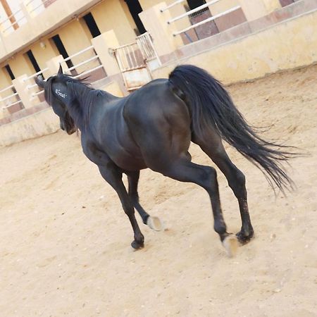 The Farm - Hotel & Horse Riding Kairo Bagian luar foto