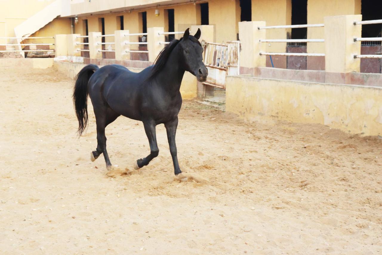 The Farm - Hotel & Horse Riding Kairo Bagian luar foto