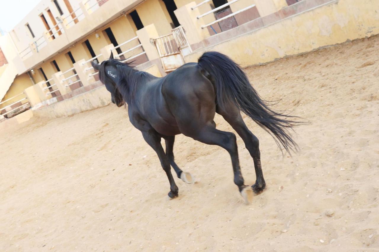 The Farm - Hotel & Horse Riding Kairo Bagian luar foto